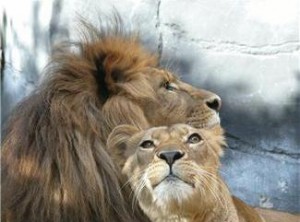 animalMH900438818