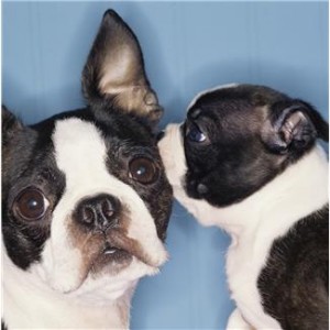 Friendship-Dogs-Sharing-Secret Friendship-Dogs-Sharing-Secret