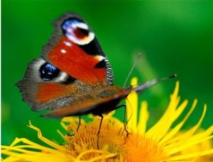 Review Goals - Butterfly shows how to do it lightly