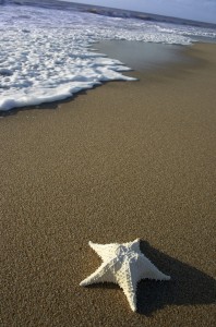 starfish on the beach Solitude represented by Starfish