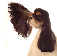 childMH900448521crop Trust Your Intuition - Image of Dog with Large Ear Listening