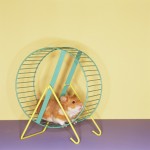 Hamster Getting a Workout on Spinning Wheel Ways to reduce stress shown by hamster running in a spinning wheel